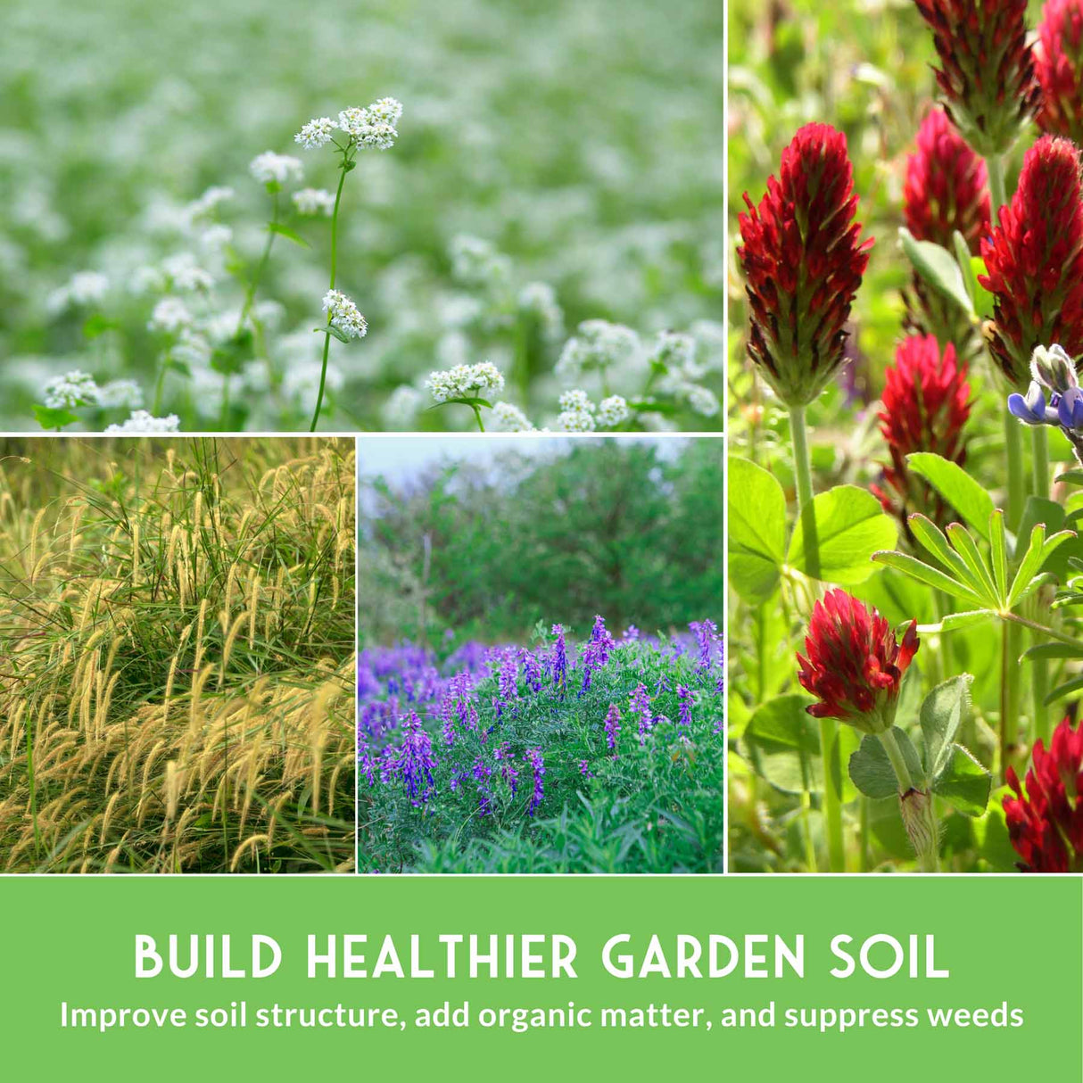 Collage of various plants with text about building healthier garden soil.