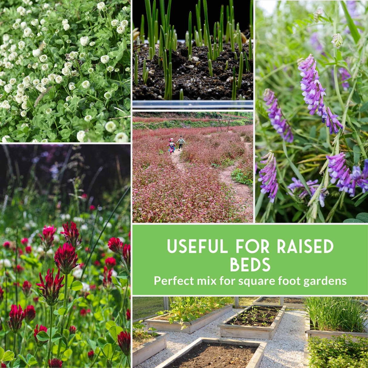 Collage of various plants and gardening scenes with text about raised beds and square foot gardens.