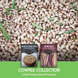 cowpea collection of 2 heirloom seed packets