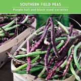 fresh cowpea pods with text that says Southern Field Peas