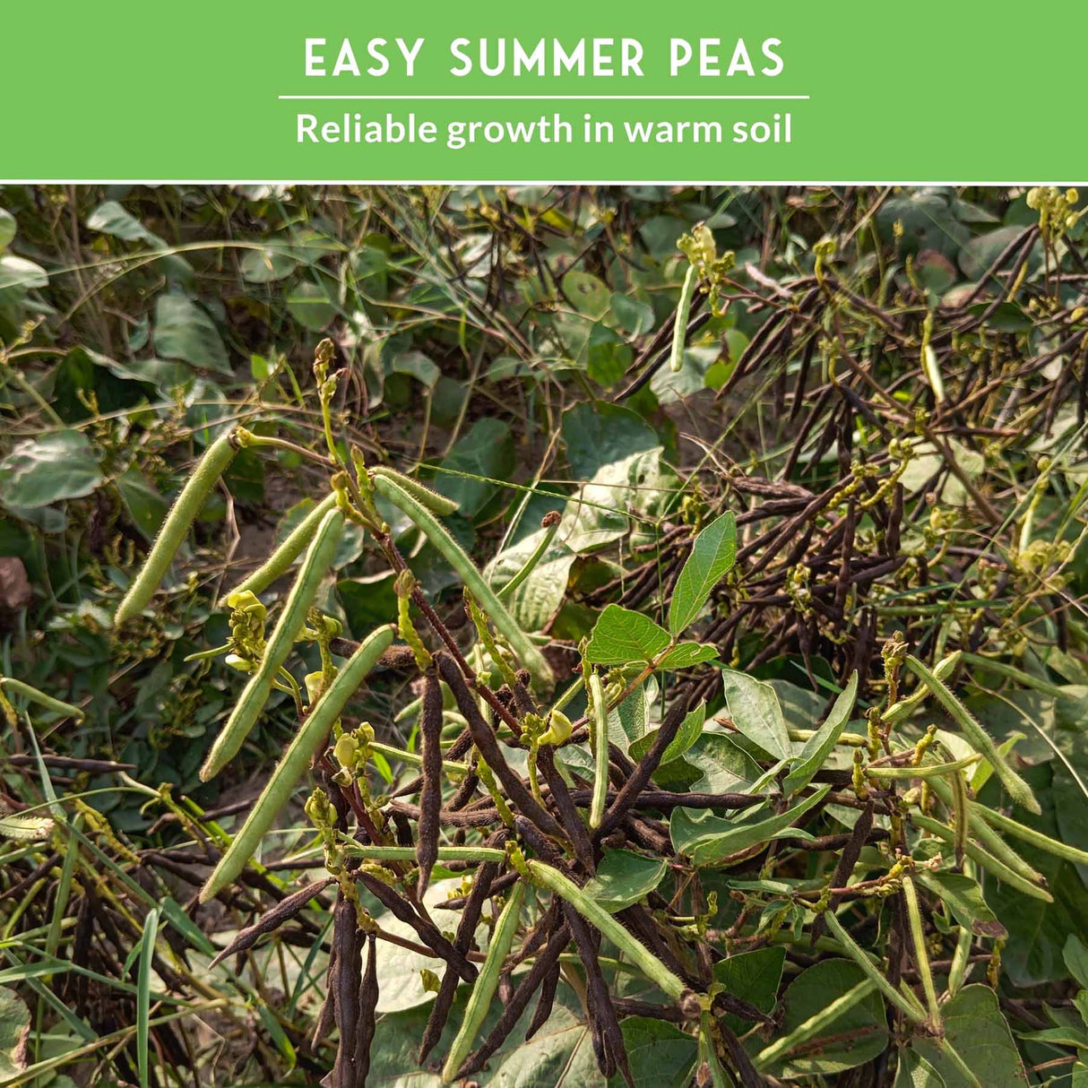 Cowpea plants with text that says Easy Summer Peas
