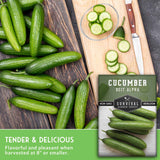 Cucumbers on a wooden surface with a package of Survival Garden Seeds cucumber variety. Tender and Delicious