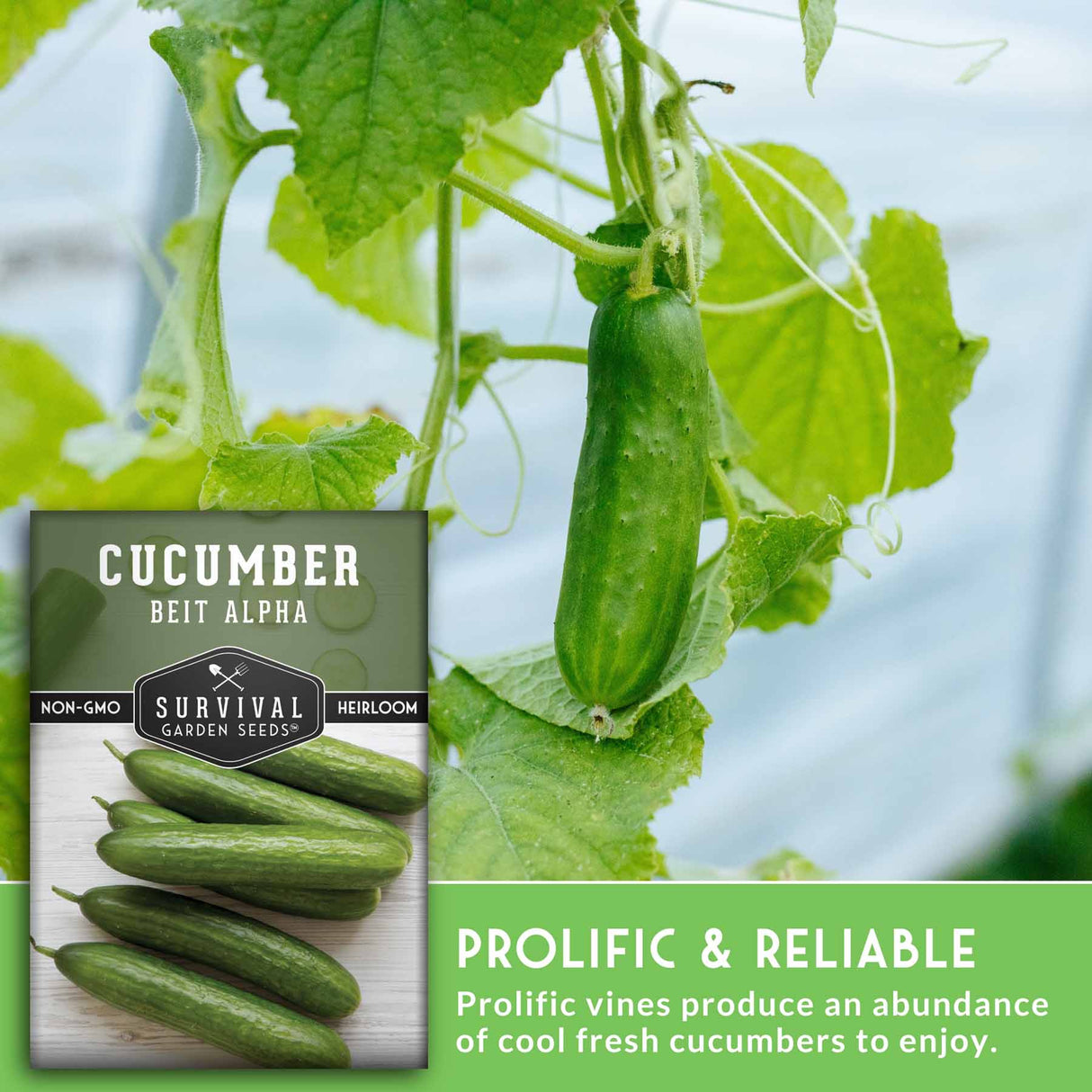 Cucumber seed packet with cucumbers on a wooden board and in a garden setting. Prolific and reliable