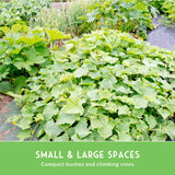 Lush green cucumber plants with large leaves growing in a garden bed, with a green banner at the bottom reading 'SMALL & LARGE SPACES' and 'Compact bushes and climbing vines'.
