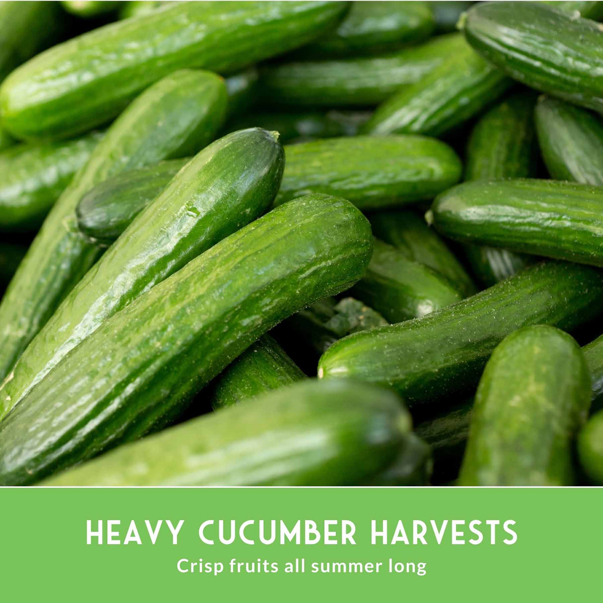 A close-up pile of fresh green cucumbers with a green banner at the bottom reading 'HEAVY CUCUMBER HARVESTS' and 'Crisp fruits all summer long.'.