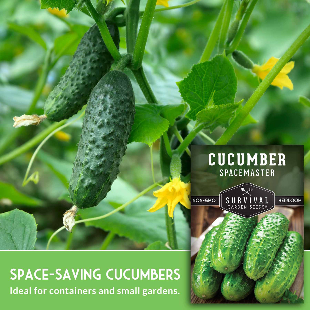 Cucumbers growing on a vine with a label for Survival Garden Seeds.