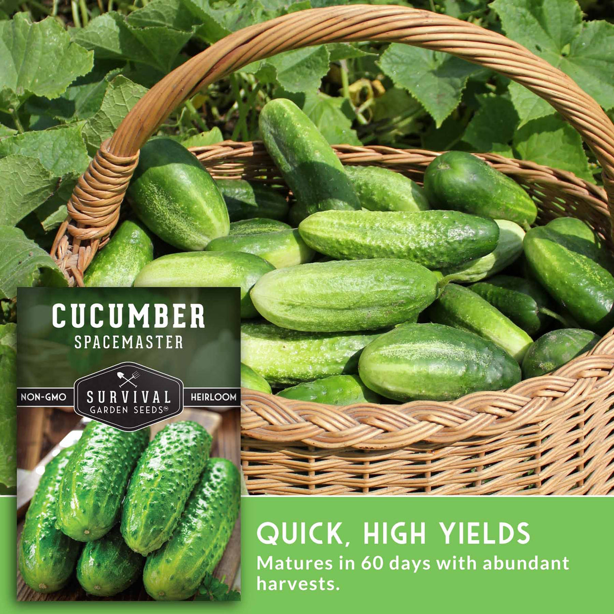 Basket of cucumbers with a label for 'Cucumber Spacemaster' seeds on a green background.