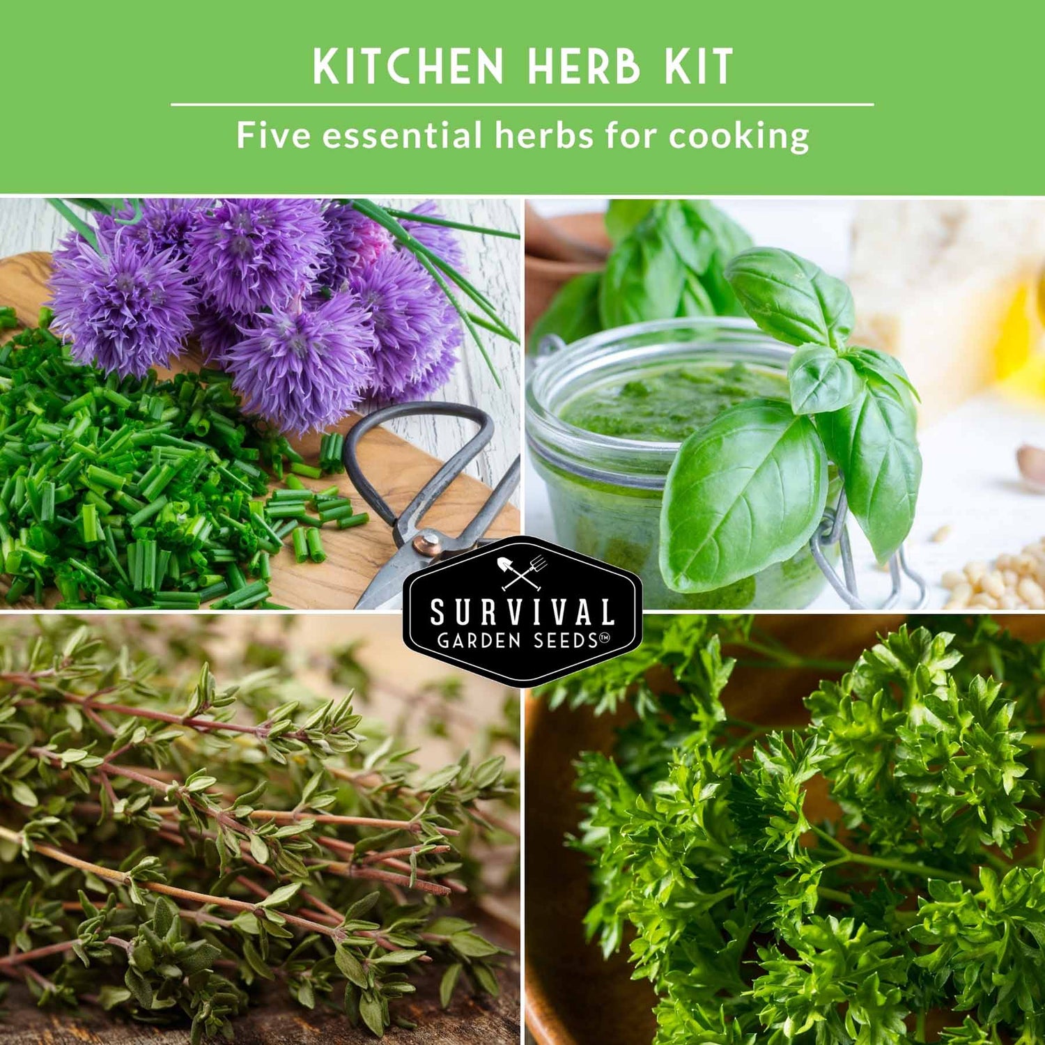 kitchen garden seeds kit 5 Culinary Herb Packs - Curly Parsley, Cilantro, Basil, Chives, Thyme