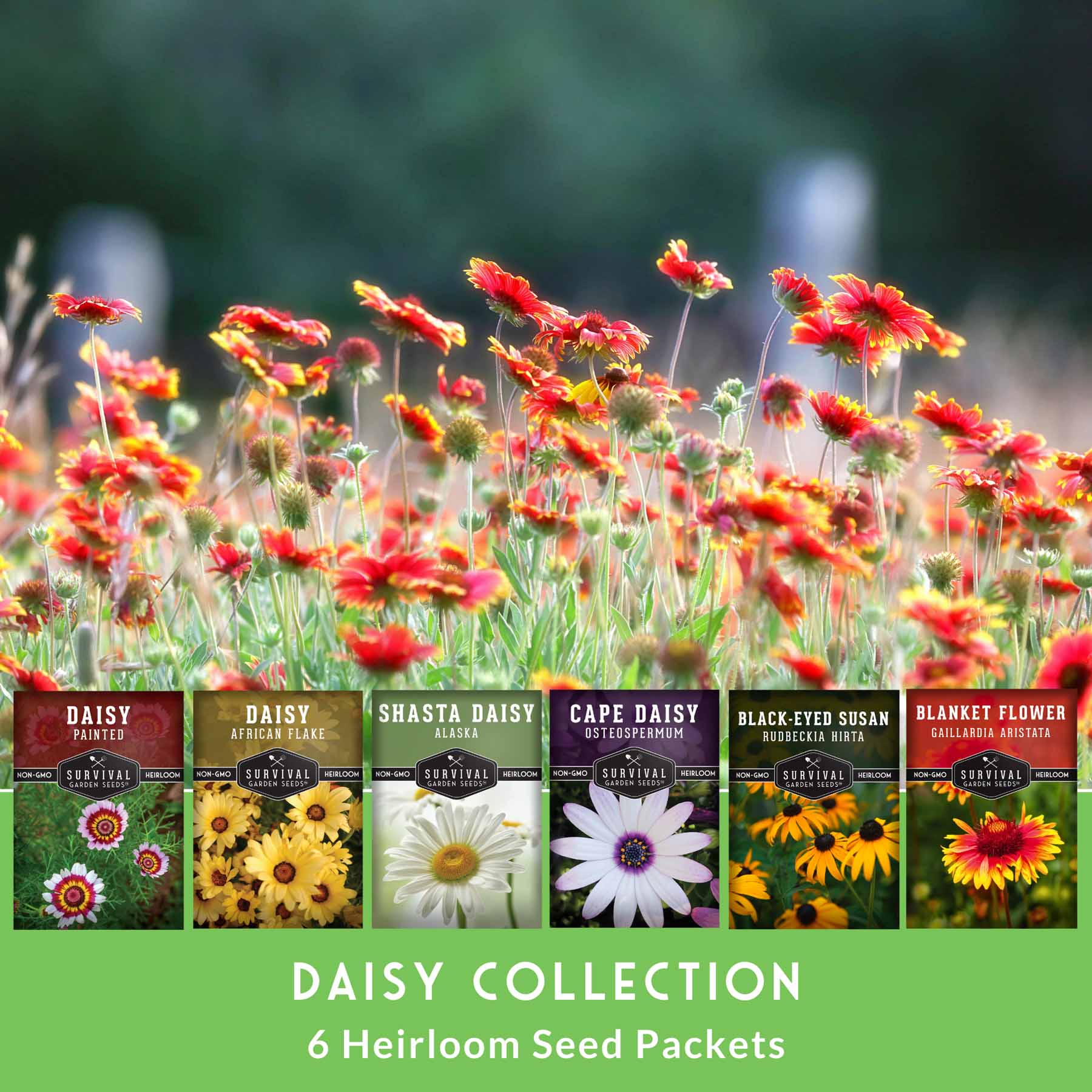 Daisy Seeds Collection – 6 Heirloom Flower Varieties