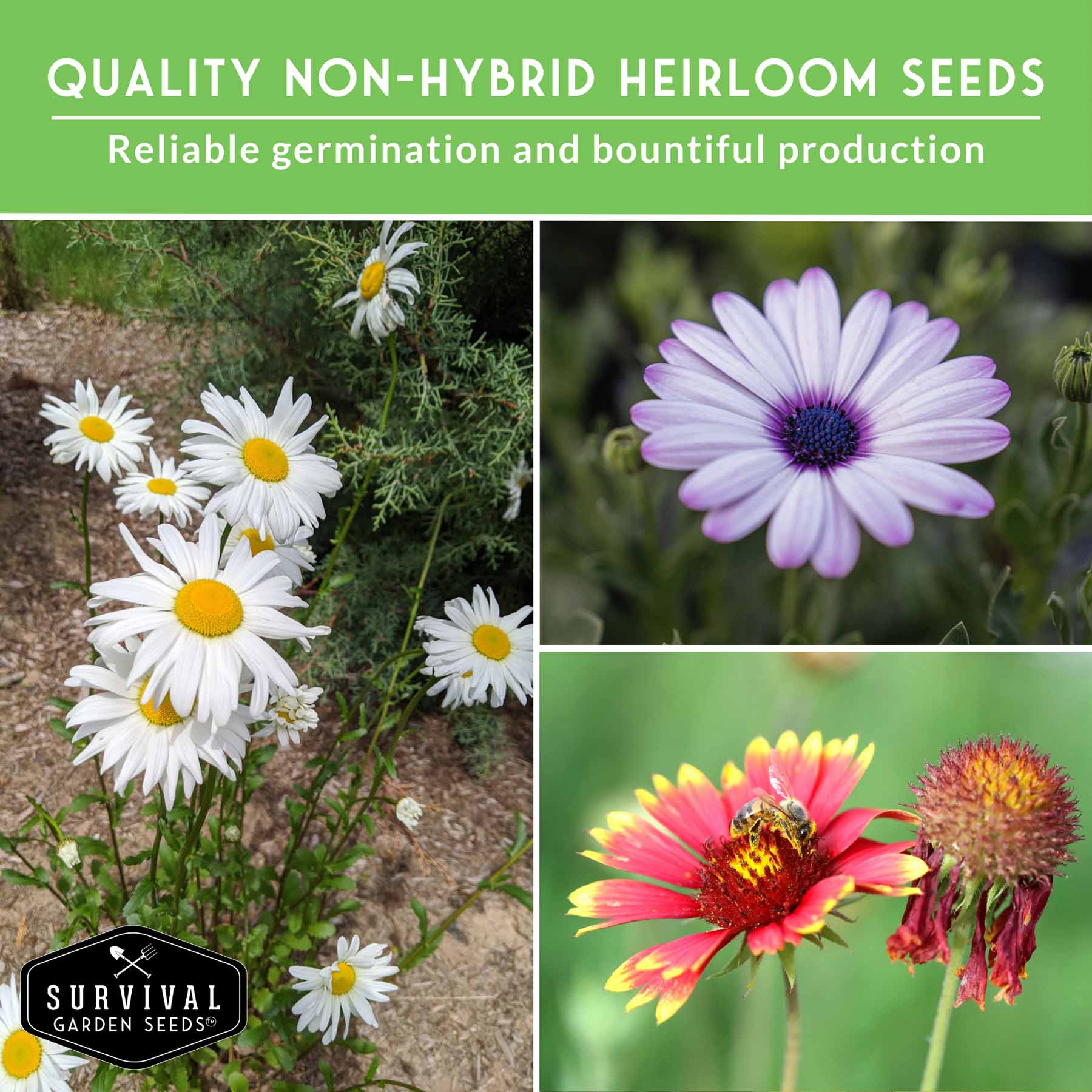 Daisy Seeds Collection – 6 Heirloom Flower Varieties