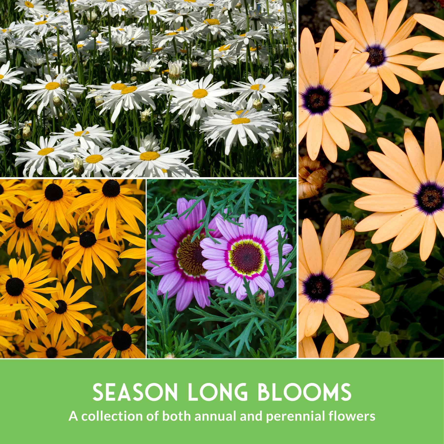 Daisy Seeds Collection – 6 Heirloom Flower Varieties