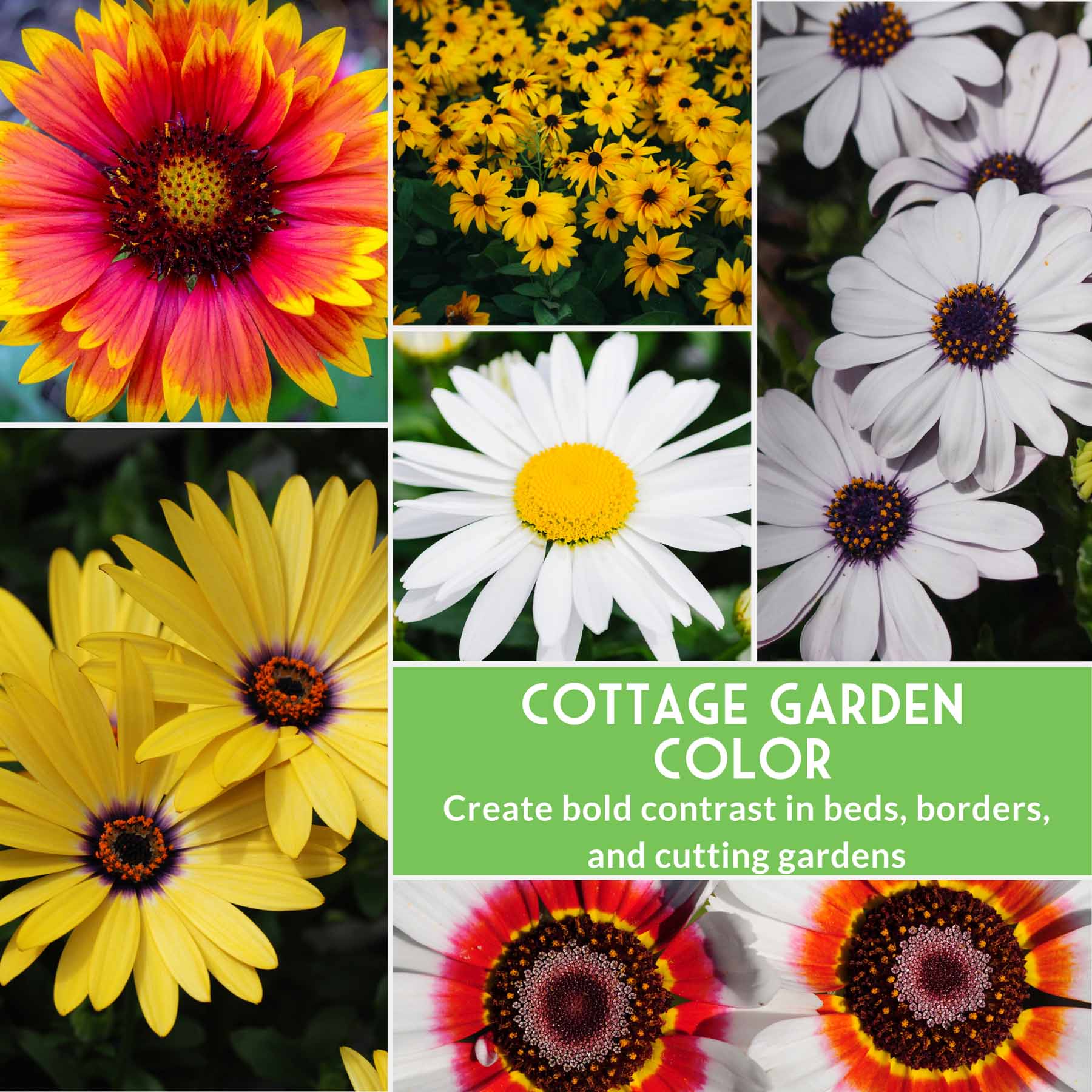 Daisy Seeds Collection – 6 Heirloom Flower Varieties