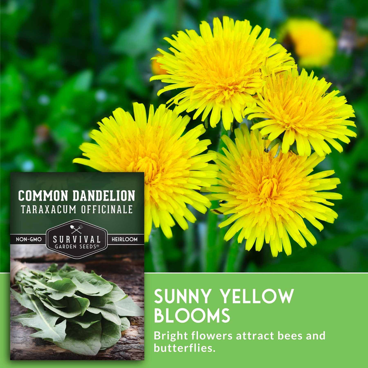 Three bright yellow dandelions with a label on the left side and text about dandelions on the right.
