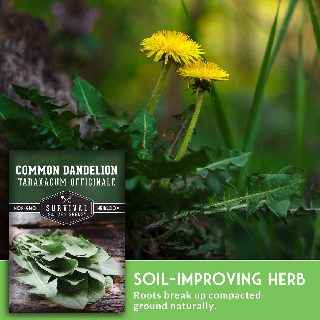 Common dandelion plant with a seed packet labeled 'Survival Garden Seeds' on a natural background.