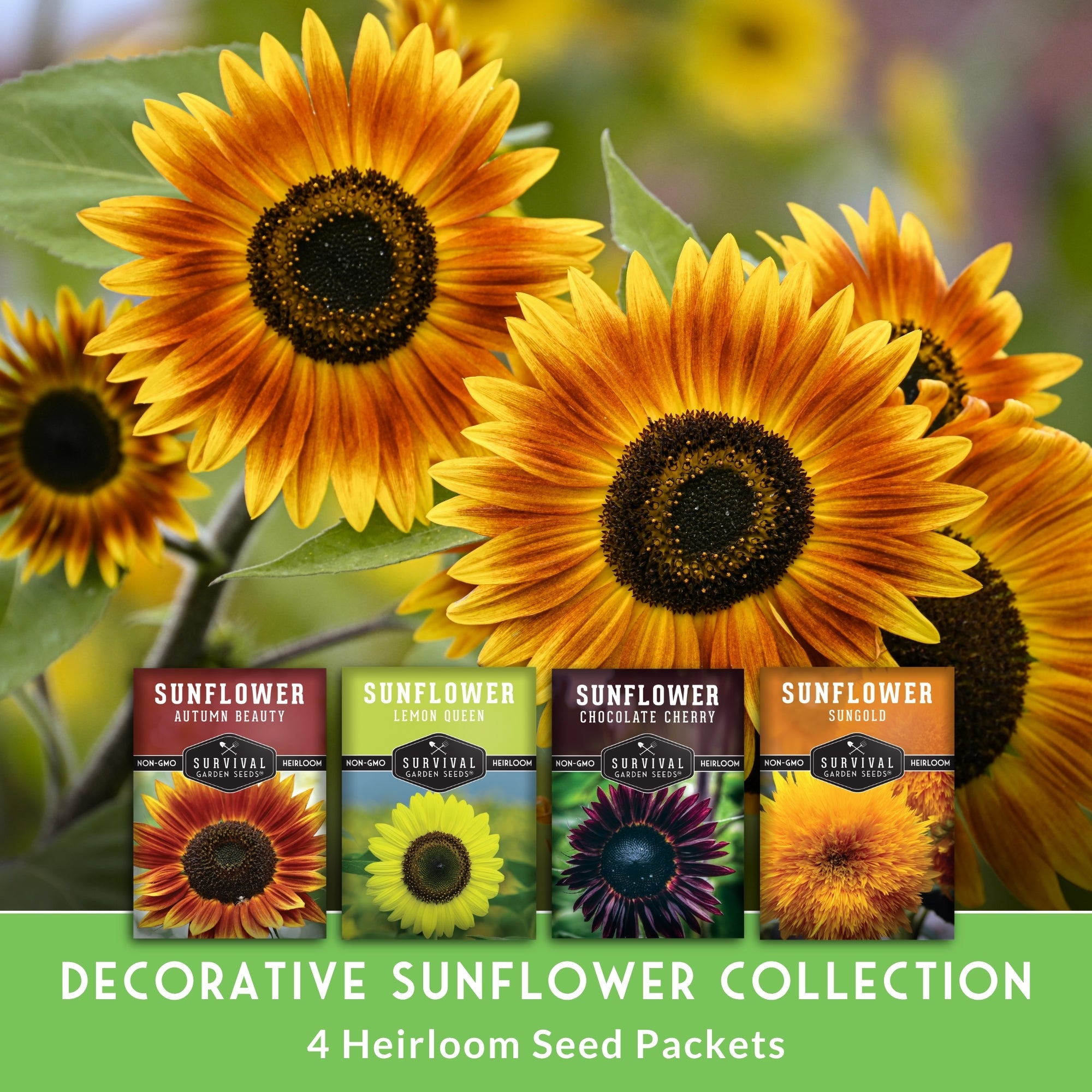 Decorative Sunflower Seed Collection – SurvivalGardenSeeds