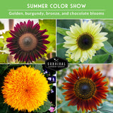 4 different colored sunflower blooms