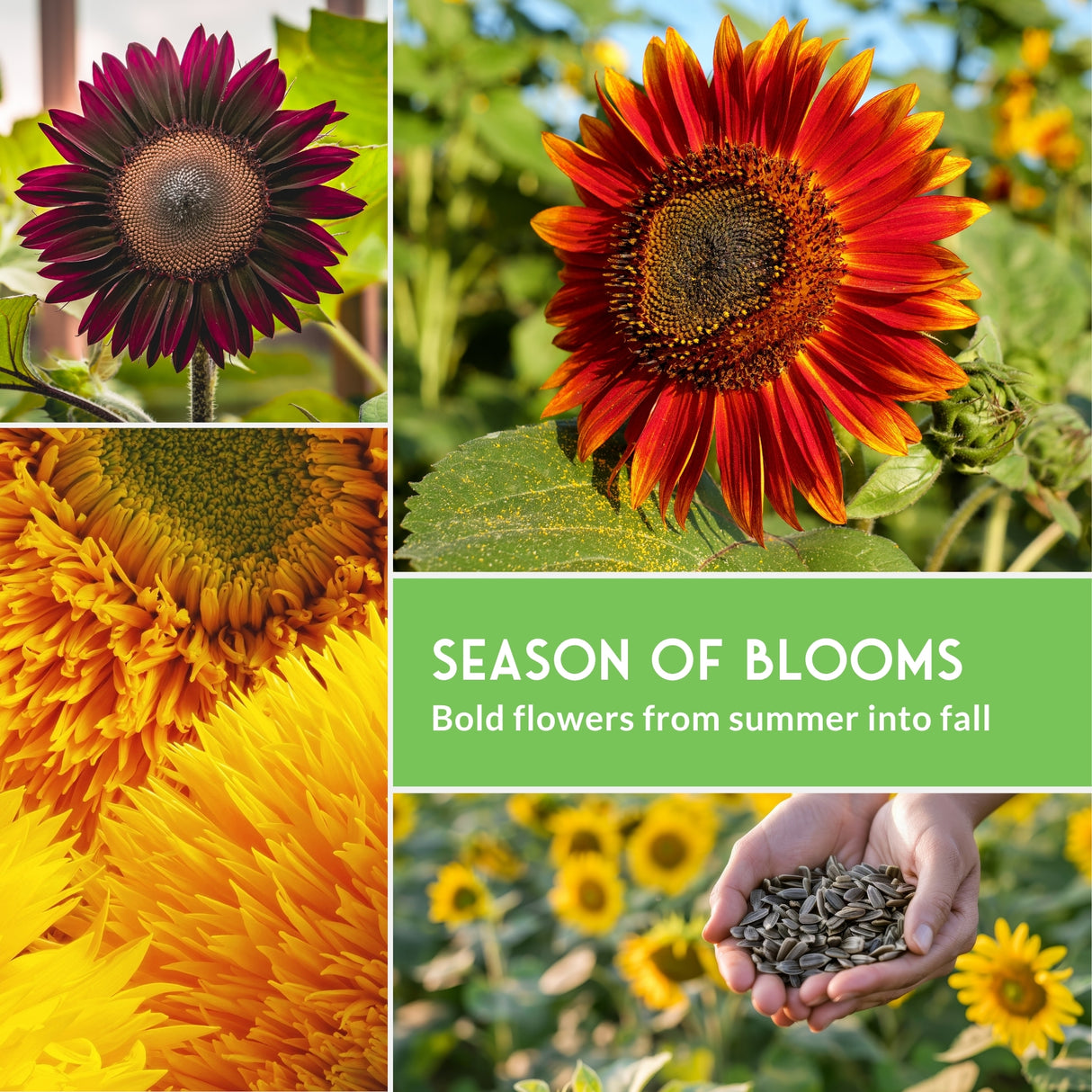 sunflower blooms and seeds with text that says Season of Blooms
