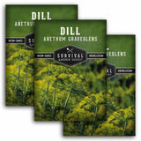 Three seed packet graphics for 'Dill Anethum Graveolens' by Survival Garden Seeds, showing green and yellow dill plants on a white background.