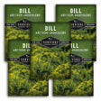 Five seed packet packages for 'Dill Anthem Graveolens' by Survival Garden Seeds are arranged in a fan-like layout. The packets feature a dark green background with a photograph of yellow-green dill flowers and white text.