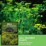Seed packet and label graphic for Survival Garden Seeds Dill (Anethum Graveolens) showing tall feathery plants with yellow flowers against a dark green background, with text noting it produces abundant aromatic foliage.