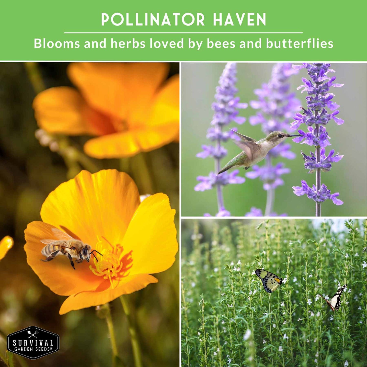 drought tolerant plant seeds Drought-Tolerant Herb & Flower Seeds – SurvivalGardenSeeds