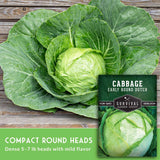 A large fresh green cabbage head on a rustic wooden surface with a seed packet overlay reading 'Cabbage Early Round Dutch' and 'Compact Round Heads' on a green banner at the bottom.