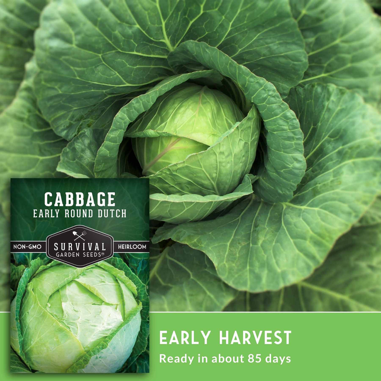 Seed packet for Survival Garden Seeds Cabbage Early Round Dutch shown over a close-up photo of a green cabbage head, with text reading 'Early Harvest' and 'Ready in about 85 days'.
