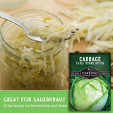 Fermented sauerkraut in a glass jar with a fork lifting shredded cabbage, alongside a seed packet labeled 'Cabbage Early Round Dutch' and text reading 'Great for sauerkraut'.