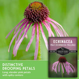 A close-up of a pink echinacea flower with drooping petals and a spiky dark center, shown beside a seed packet labeled 'Echinacea Pale [Echinacea Pallida]' and marketing text about distinctive drooping petals.