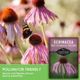 Butterfly on coneflower with text that says Pollinator Friendly