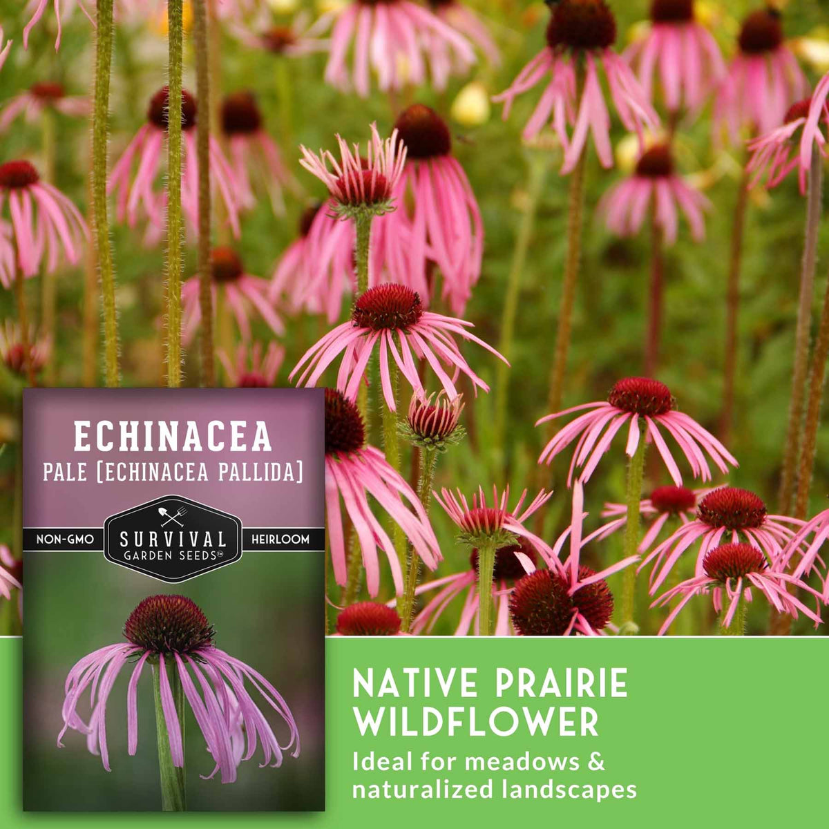 Pale coneflowers with text that says Native Prairie Wildflower