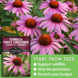 Echinacea flowers with seed packet and text that says Start from Seed