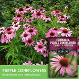 Purple coneflower blooms with seed packet