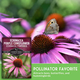 Moth on coneflower bloom with seed packet and text that says Pollinator favorite