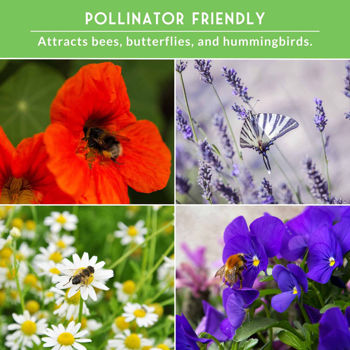 various flowers with text that says Pollinator friendly