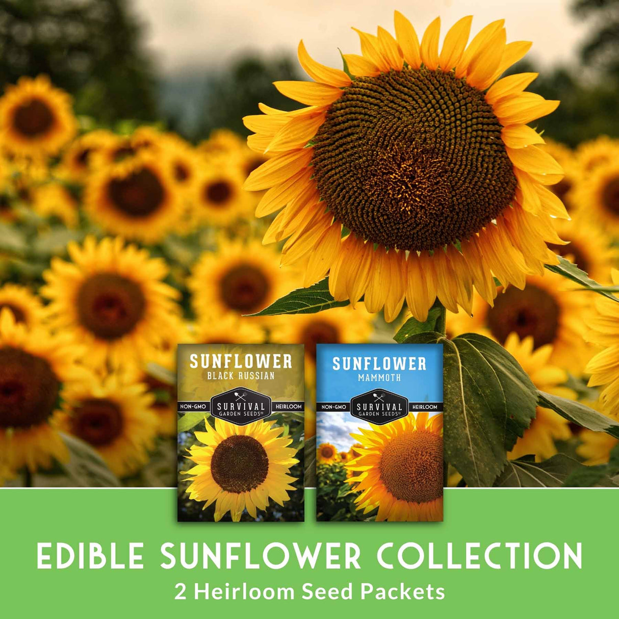 Two heirloom sunflower seed packets from Survival Seeds are shown against a blurred background of a sunflower field. The packets are labeled 'Sunflower Black Russian' and 'Sunflower Casablanca'.