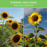 A split-panel promotional image showing tall sunflower plants in a field under a blue sky, with a green header reading 'TOWERING SUNFLOWERS' and 'Grows up to 12 feet tall.' The product appears to be sunflowers/sunflower plants rather than a chart or instruction graphic.
