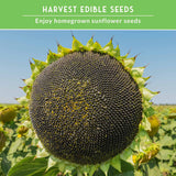 A close-up of a large sunflower head showing the dark seed center and green outer petals, with a green banner at the top reading 'HARVEST EDIBLE SEEDS' and 'Enjoy homegrown sunflower seeds' against a blue sky.