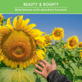 A close-up of a sunflower with a human hand reaching toward it in a sunflower field, under a green banner that reads 'BEAUTY & BOUNTY Bold blooms with abundant harvests'.