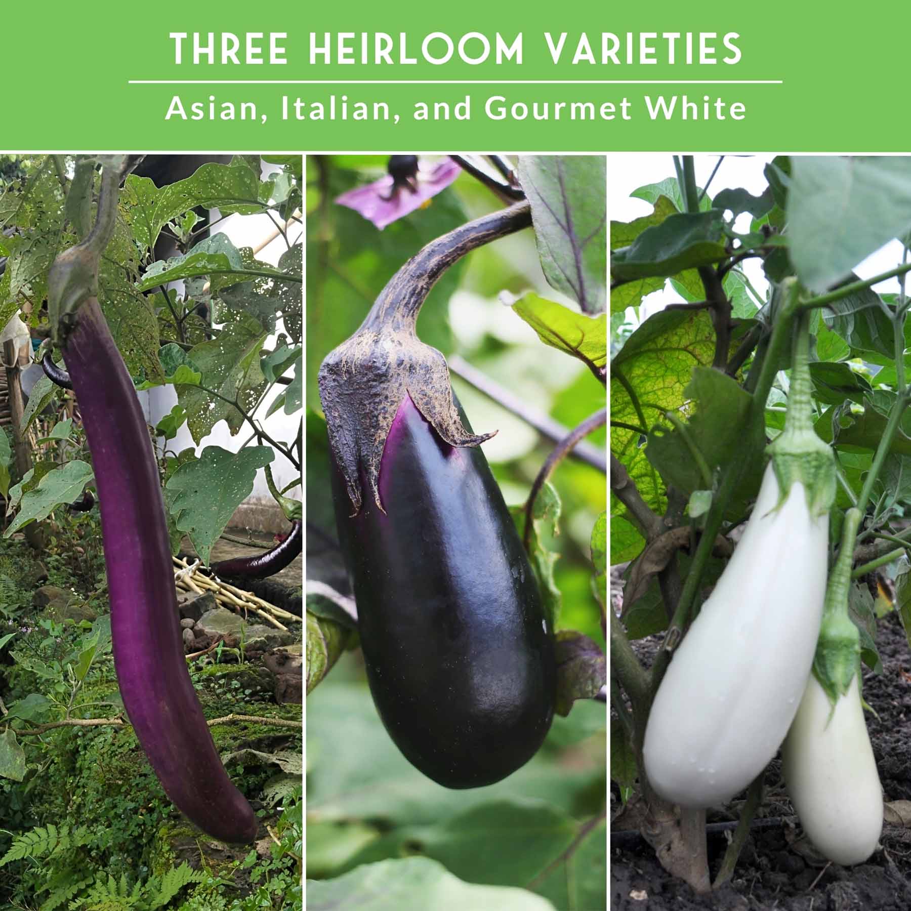 Eggplant Seed Collection – 3 Varieties – SurvivalGardenSeeds