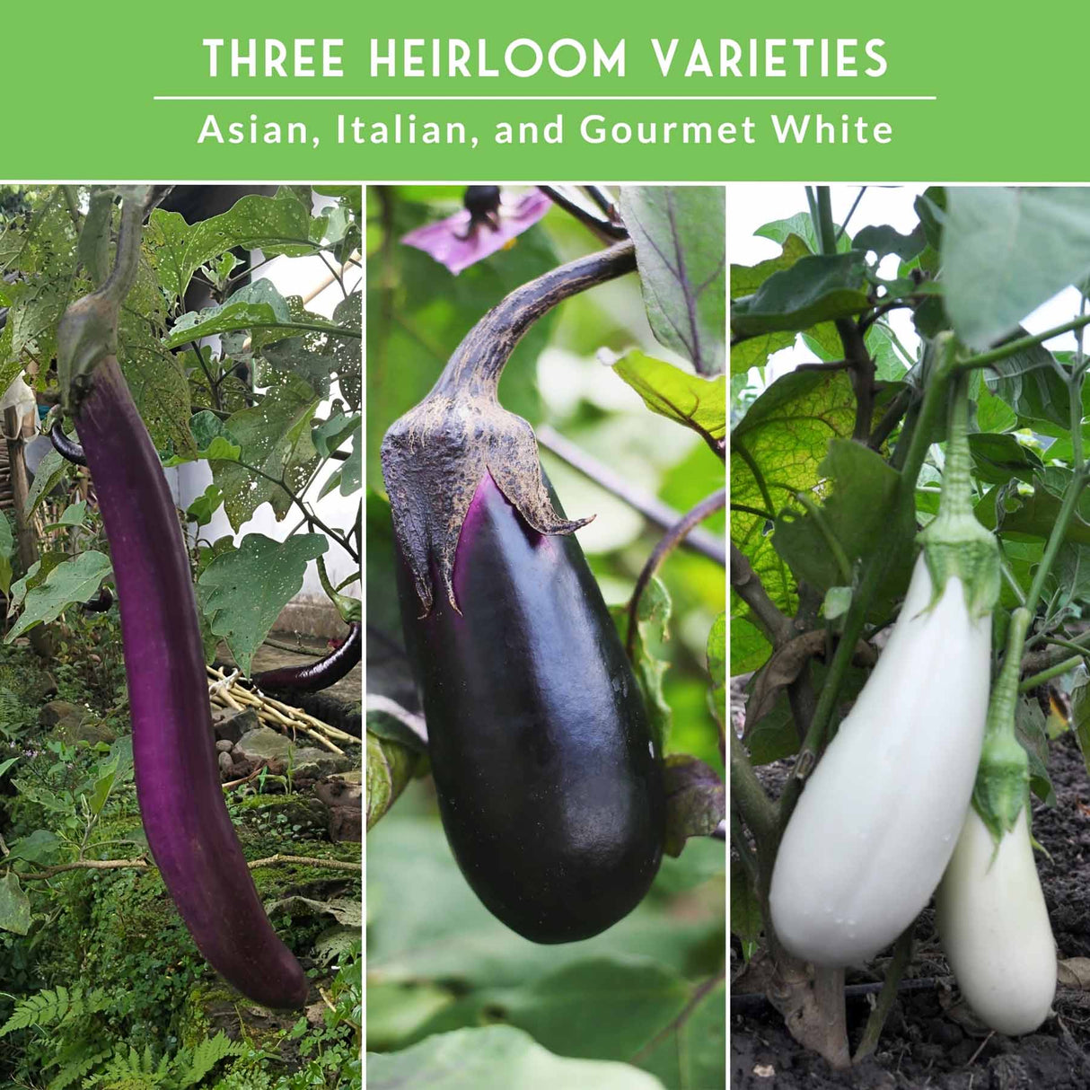 Three types of eggplants labeled 'Asian', 'Italian', and 'Gourmet White' on a green background.