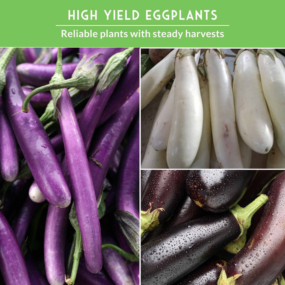 Collage of purple, white, and dark eggplants with text about high yield eggplants.