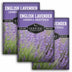 3 Packets of English Lavender seeds