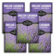 5 Packets of English Lavender seeds