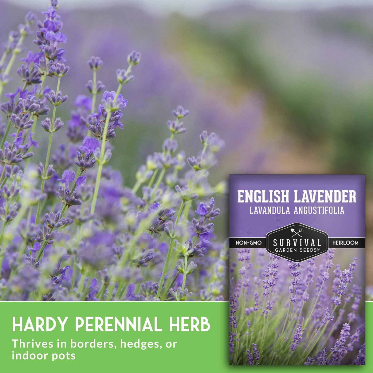 Lavender flowers with seed packet and text that says hardy perennial herb