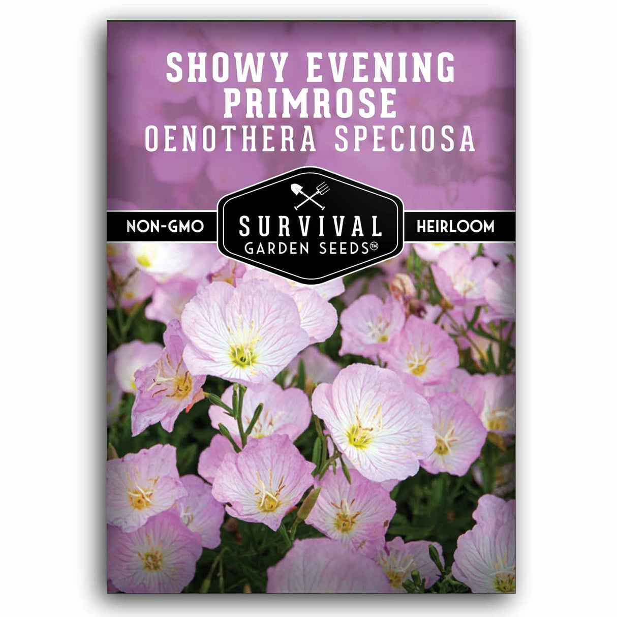 One packet of Showy Evening Primrose (Oenothera Speciosa) seeds