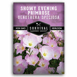 One packet of Showy Evening Primrose (Oenothera Speciosa) seeds