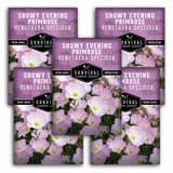 5 packets of Showy Evening Primrose (Oenothera Speciosa) seeds