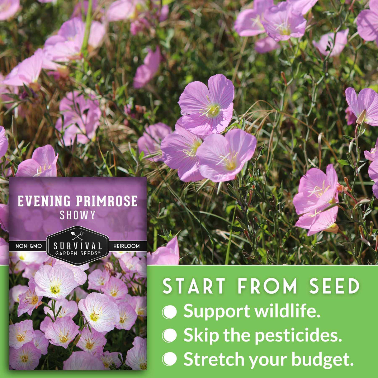 Survival Garden Seeds evening primrose showy package with purple flowers in the background