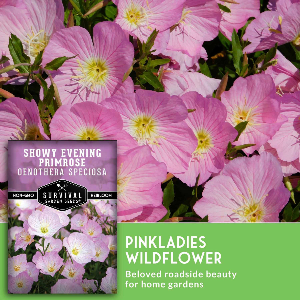 Evening Primrose flowers with seed packets - Pinkladies Wildflower